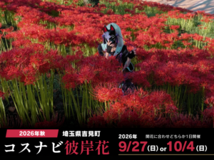 ｺｽﾅﾋﾞ彼岸花撮影（埼玉県吉見町）